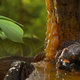 Artist’s interpretation of the Cretaceous Period frog.